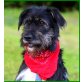 Stell, Schnauzer-Mix - Hündin