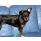 Stella, Australian-Shepherd/Fox-Terrier-Mischling Welpen - Hündin