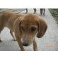 Stella, Beagle-Mix Welpen - Hündin