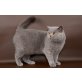 Stella, Britisch Kurzhaarkatze - Katze