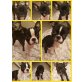 Stella,Channel,Lilly,Emma,Kim,Pablo, Boston terrier/Fr. Buldogge+mops - Hündin