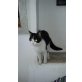 Stella, Ekhmix - Katze