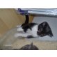 Stella, Europäische Kurzhaarkatze - Katze