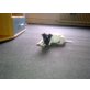 Stella, Jack-Russell-Terrier Welpen - Hündin