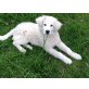 Stella, Kuvasz Welpen - Hündin