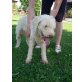 Stella, Lagotto Romagnolo - Hündin