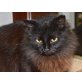 Stella, Langhaarmix - Katze