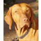 Stella, Magyar Vizsla - Hündin