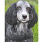 Stella, Mischling - Hündin