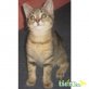 Stella, Norwegische Waldkatze / Hauskatze Mix - Katze