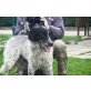 Stella, Setter Mischling - Hündin