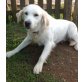 Stella  ein fröhlicher Wirbelwind, Golden Retriever - Hündin