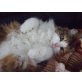 Stella, keine Ahnung - Katze