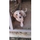 Stella, kleines Welpenmädchen sucht ihre Familie - Hündin