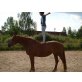 Stella, Österreichisches Warmblut - Stute
