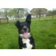 Stella, (und Angel), zwei aktive Seniorinnen - Hündin