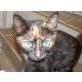 Stella und Luna, 2 hübsche und oberschmusige Schildpatt-Babys - Katze