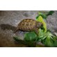 Steppenschildkröte
