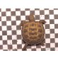 Steppenschildkröte
