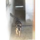 Stern, Huskymix Hündin mit blauen Augen - Hündin