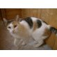Sternchen, Hauskatze, Tricolor - Katze