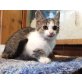 Sternchen, Mischling - Katze