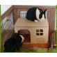 Sternchen und Laternchen, Zwergkaninchen - weiblich
