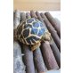 Sternschildkröte