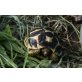 Sternschildkröten, Landschildkröten