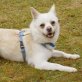 Steve, Chihuahua-Spitz-Mix - Rüde