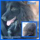 Steve, Cockerspaniel - Rüde