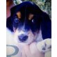 Stevie, Britany-Spaniel- Mix Welpen - Rüde