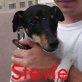 Stevie, Ratonero Bodeguero Andaluz - Rüde