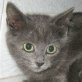 Stina, Kartäuser Mix - Katze