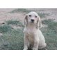 Sting wurde im Wald gefunden!, English-Setter-Mischling - Rüde