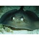 Stingray Fisch
