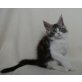Stirling Bridge, Maine Coon - Kater