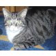 Stitch, Europäische Kurzhaarkatze - Kater