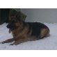  Stockhaar, Deutscher Schäferhund - Rüde