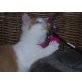 Stofferl, Hauskatzen - Kater
