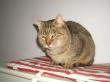 Stoffi, Hauskater - Kater
