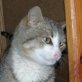 Stojan, Hauskatze - Kater
