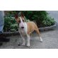 Stormy of Canterbury, Bullterrier - Rüde