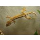 Streifengecko - weiblich