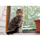 Strip, EKH-Langhaarmix - Kater