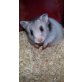 Stripe, Teddyhamster - weiblich