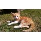 Stritzi, rot-weißer Kater - Kater
