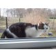Strolch, Europäisch kurzhaar - Kater