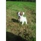Strolch, Jack-Russell-Terrier Welpen - Rüde