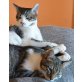 Strolch, Mischling - Kater